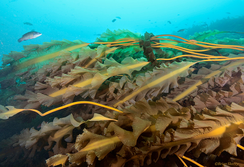 view of a kelp forest