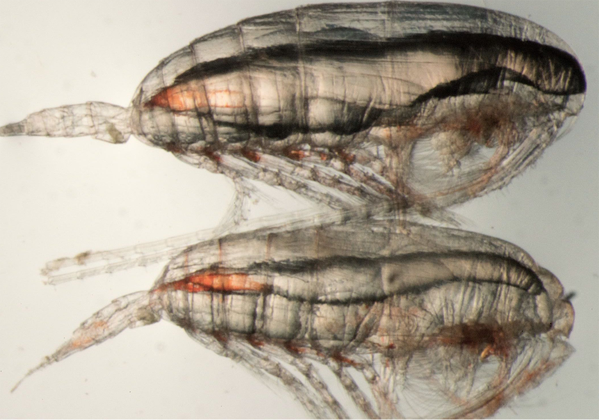 Two femalew copepods