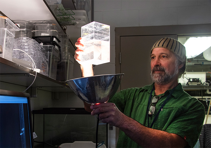 SRS David Fields examining zooplankton in the lab