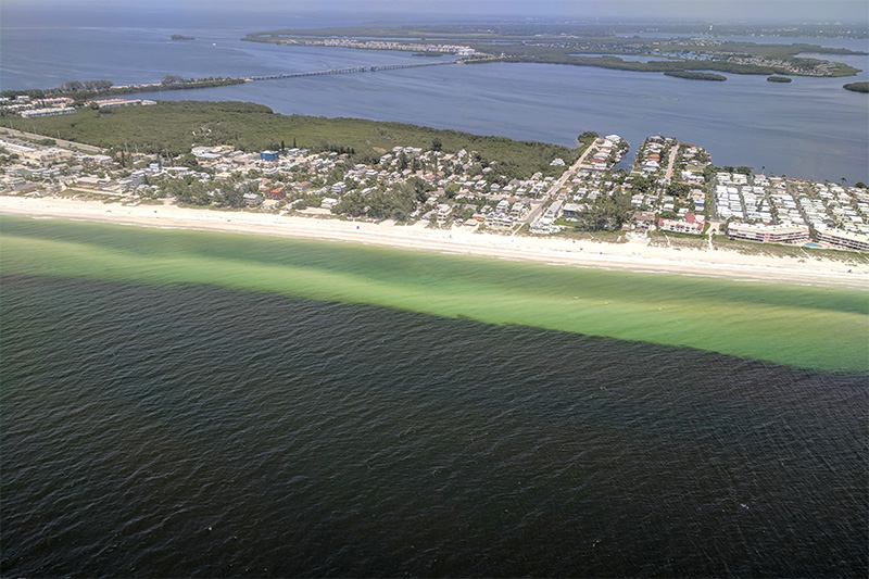 A bloom of the harmful algae Karenia brevis off the coast of Sarasota, Florida,