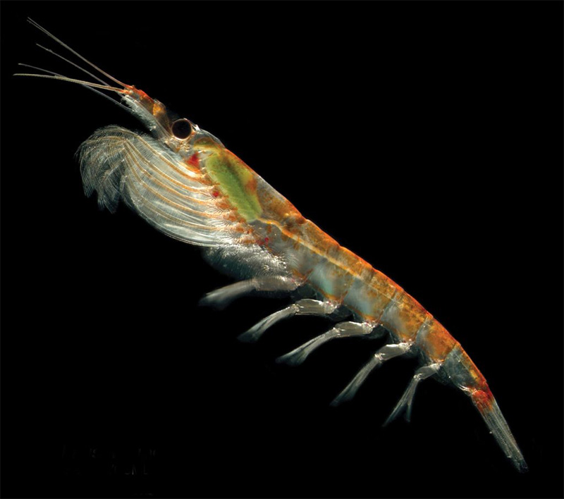 An Antarctic krill under a microscope