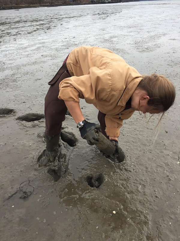 Eliza Goodell pulls out a sediment core from Edgecomb Eddy 