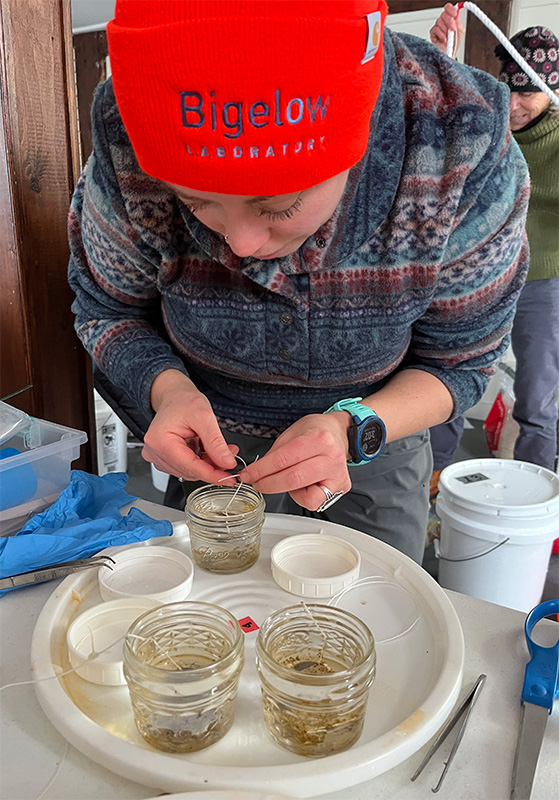 Eliza Goodell pulls out a sediment core from Edgecomb Eddy 