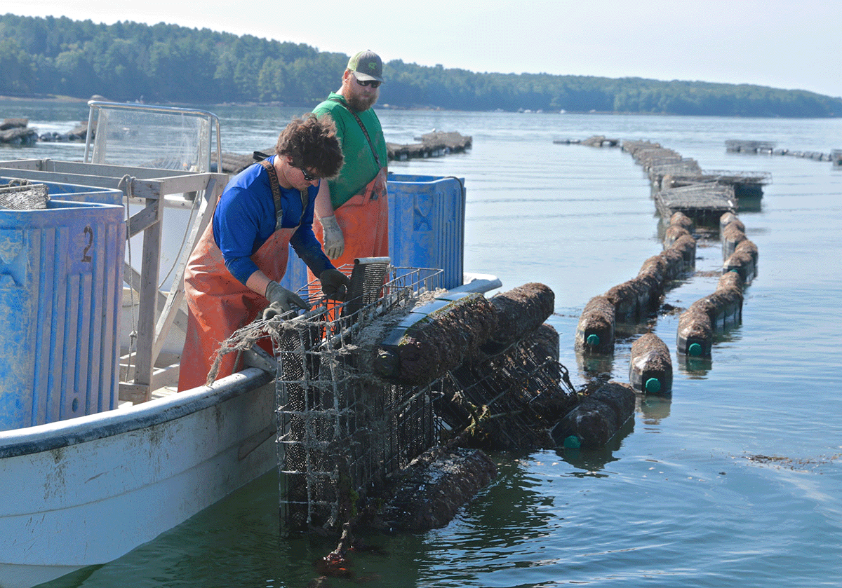 Farmers on a boat collecting oysters 