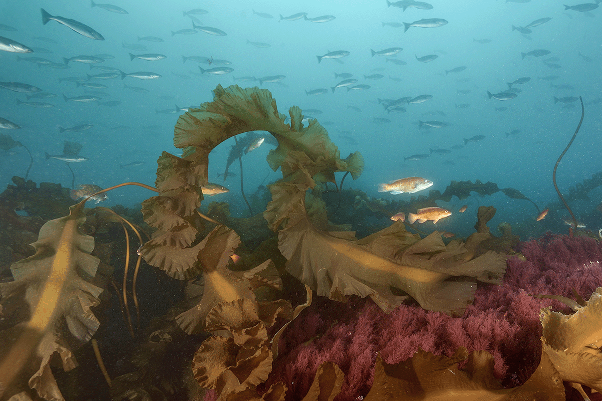 Multiple fish in a kelp forest