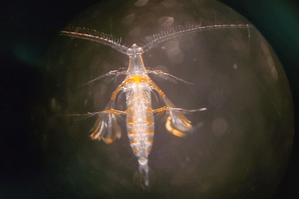Magnified image of zooplankton