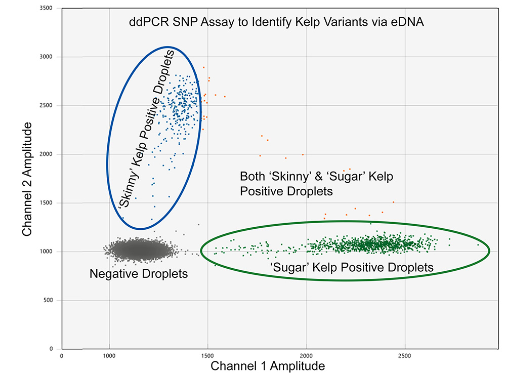 A multiplex droplet digital PCR (ddPCR) assay 