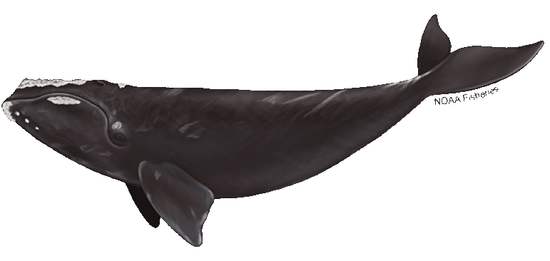 North Atlantic Right Whale