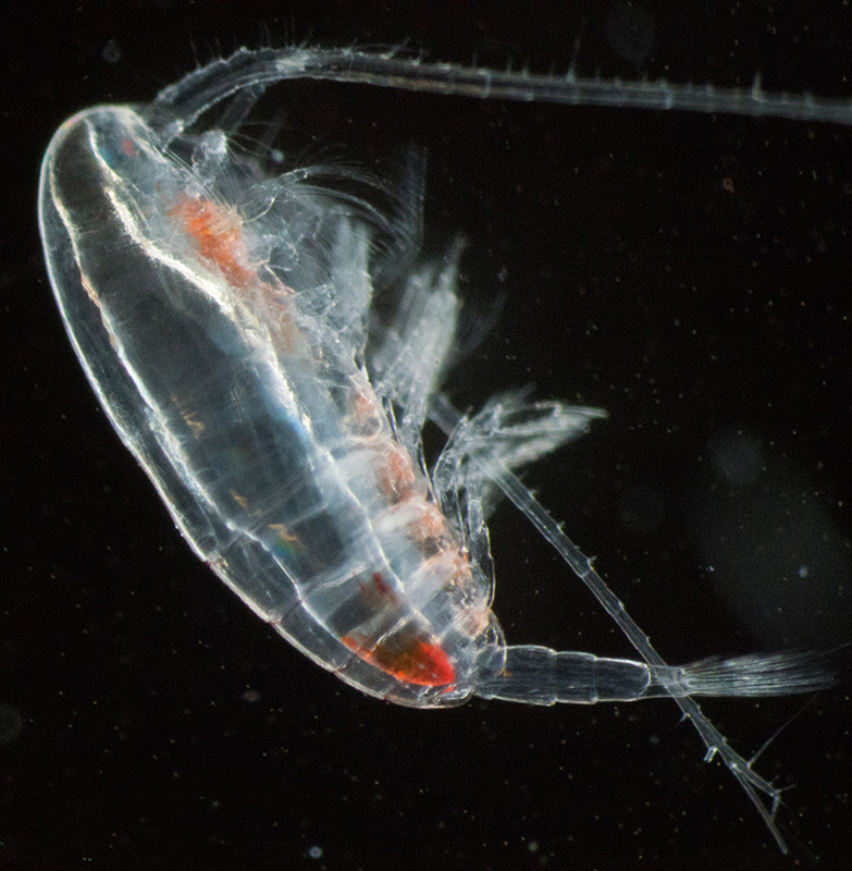 Copepod under magnification