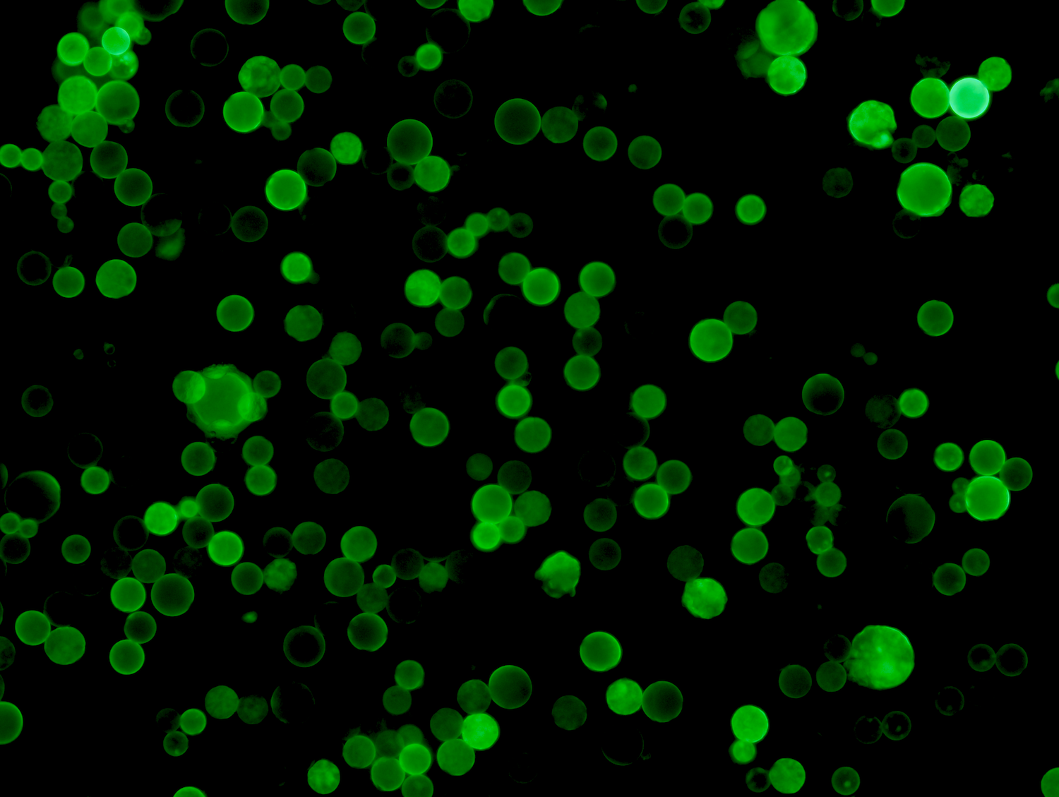 Microbiology And Parasitology - Bigelow Laboratory for Ocean Sciences